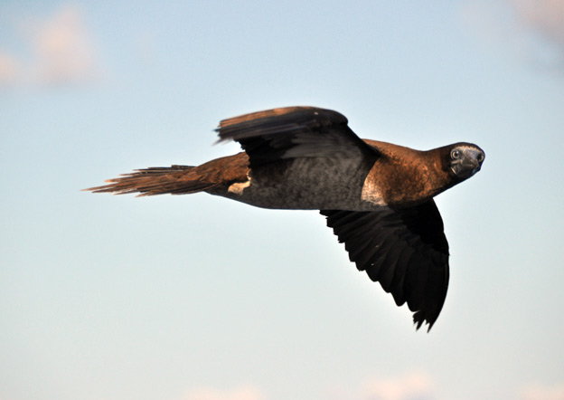 Brown-Booby.jpg